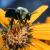Arıların bal petekleri niçin altıgendir?
