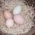 Beyaz ve kahverengi yumurtalar arasındaki fark nedir?